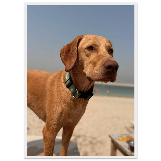 Custom Pet Portrait