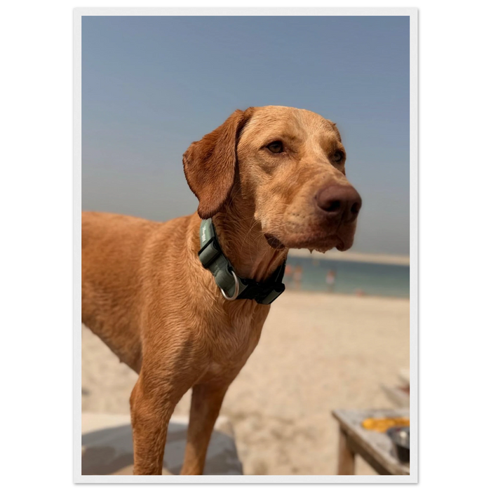 Custom Pet Portrait